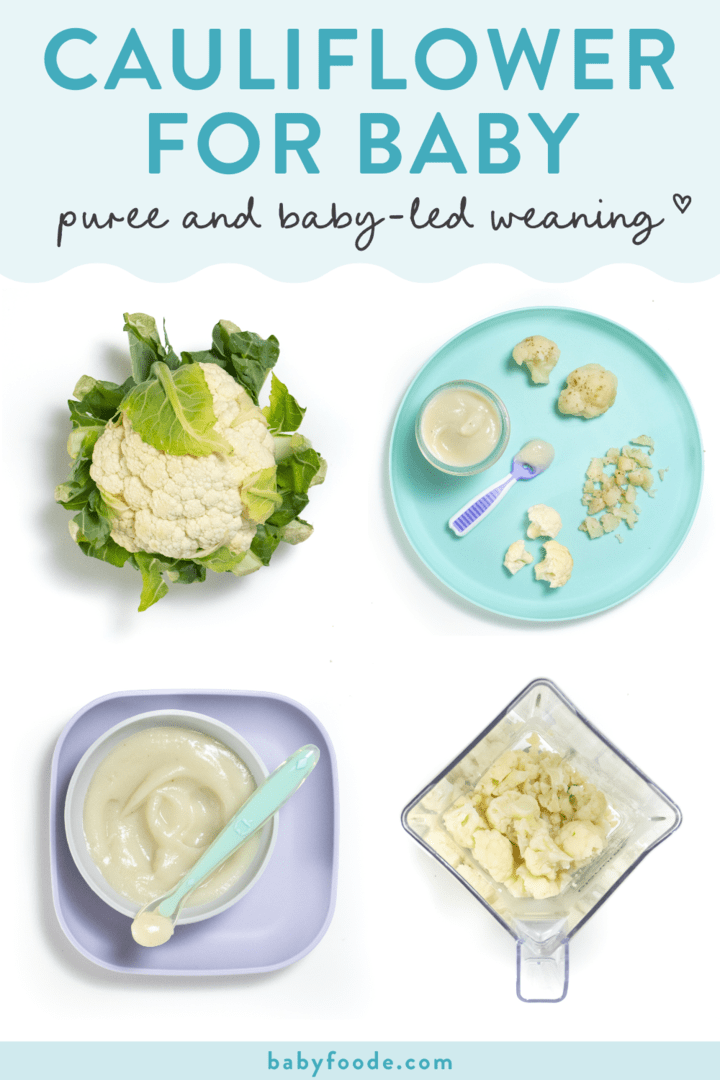Graphic for post - cauliflower for baby - purees or baby-led weaning. Images are in a grid showing a head of cauliflower, a plate with different ways to serve cauliflower to baby, a purple baby plate with puree on it and a clear blender with steamed cauliflower in it.